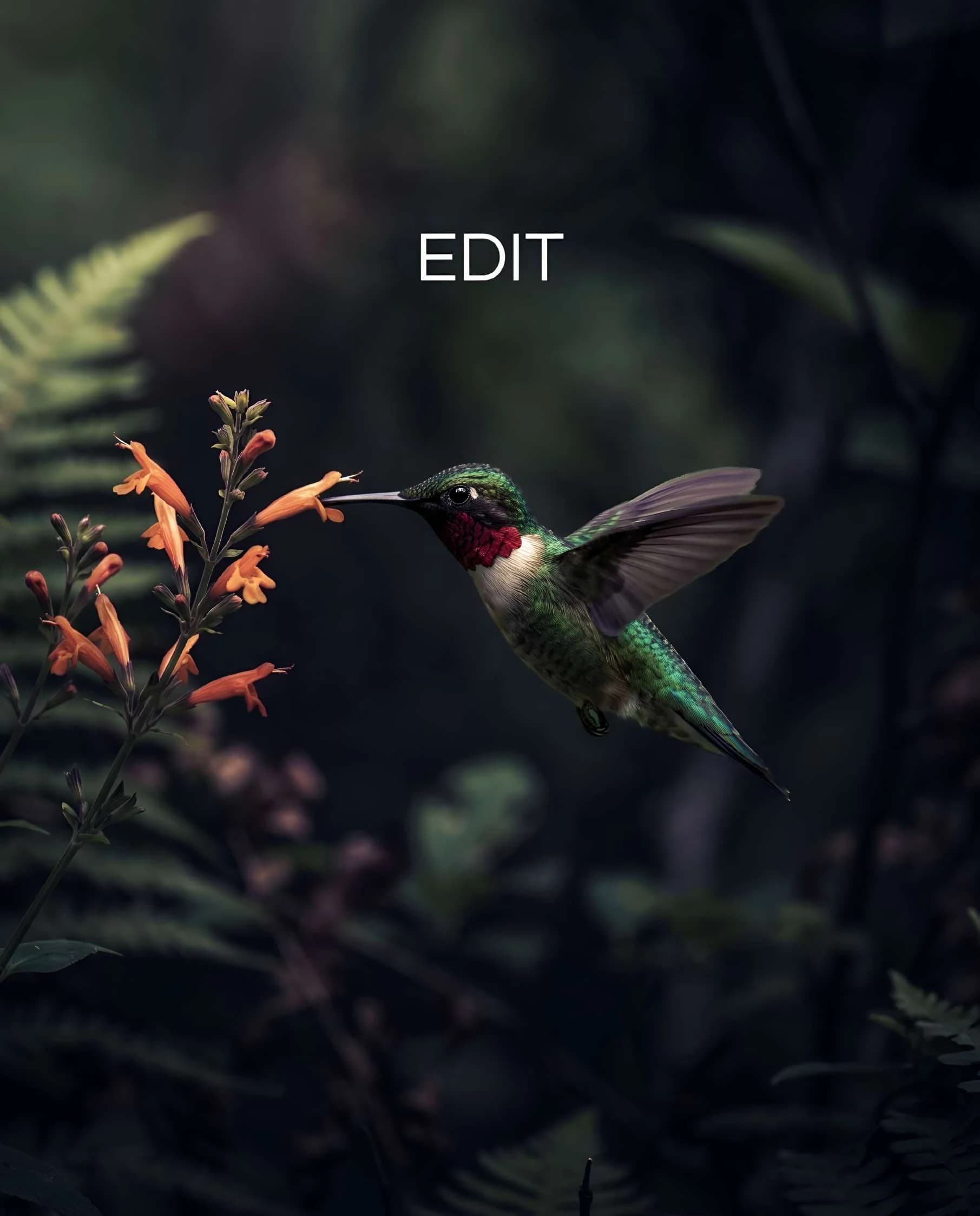 El mismo colibrí con gradación de color oscura y contrastada